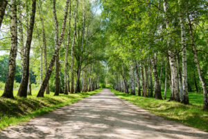 Ясная поляна